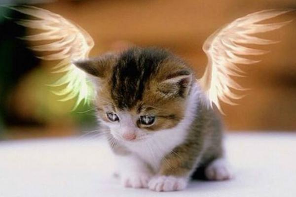 天使猫市场价格多少钱一只 天使猫真的存在吗