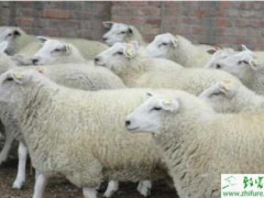 养殖肉羊引种需要注意什么