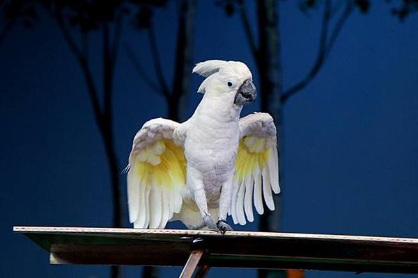云斑鹦鹉市场价格多少钱一只 云斑鹦鹉会说话吗
