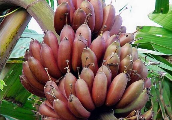 红香蕉市场价格多少钱一斤 红香蕉产地在哪里