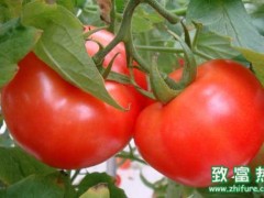 番茄的营养价值和功效,不成熟的西红柿生吃容易