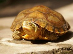 黄喉拟水龟市场价格多少钱一只,黄喉拟水龟能长