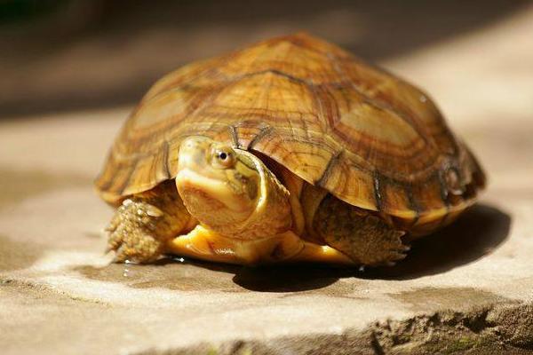 黄喉拟水龟市场价格多少钱一只 黄喉拟水龟能长多大