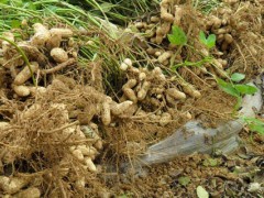 308花生种介绍（白沙、金冠及源花）