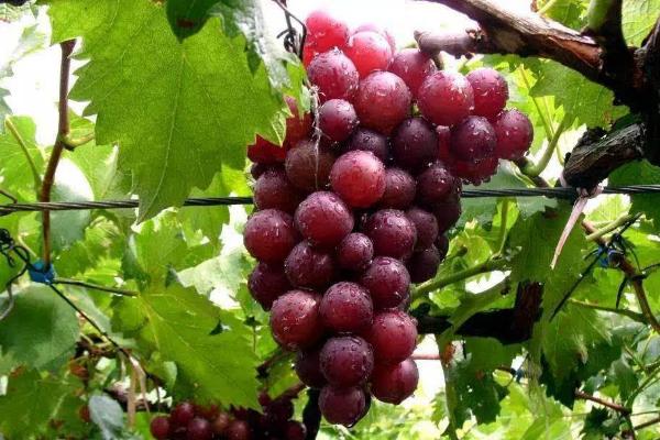 适合南方种植的葡萄品种