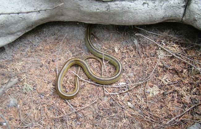 乌梢蛇是保护动物吗