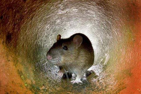 家里有老鼠有什么预兆 老鼠进家门预示着什么