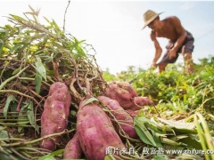 种红薯用什么肥料?