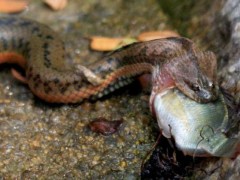 中国水蛇有毒吗