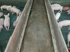 预防非洲猪瘟疫情措施？