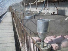现代化生态养猪大棚建设