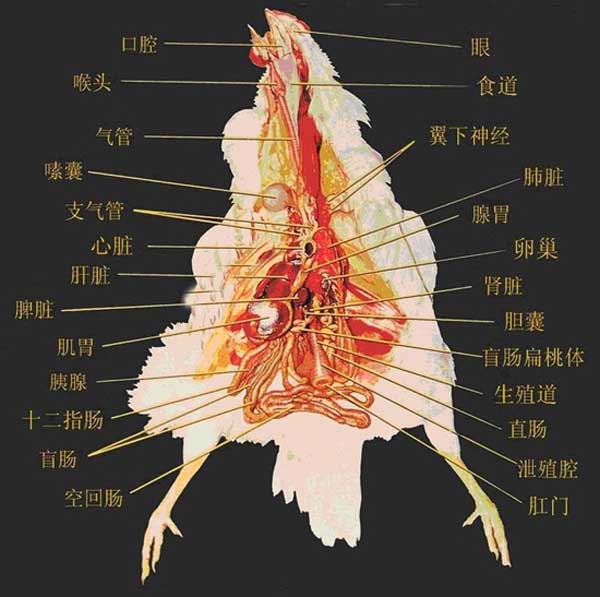 鸡的解剖图