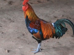 九斤红和380哪个长得快?