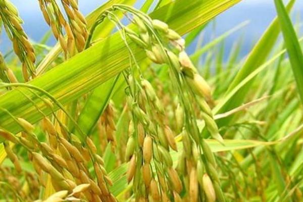 梦见水稻成熟了是什么意思 梦到水稻苗绿油油的有什么预兆