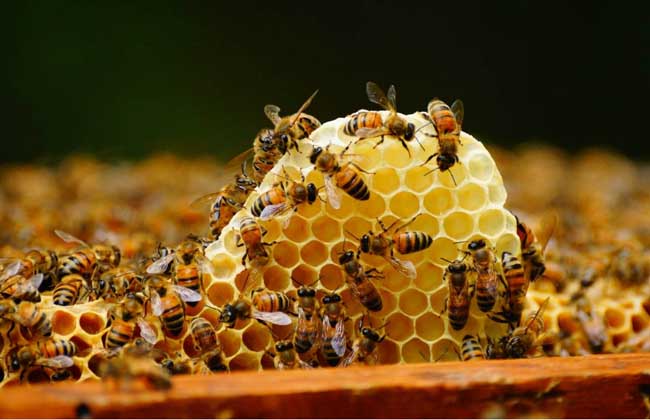 蜜蜂养殖场的保洁和消毒技术