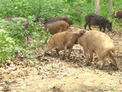 野猪养殖场绿化工作的重要性