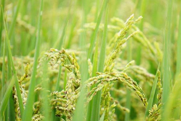 倍丰种业水稻品种