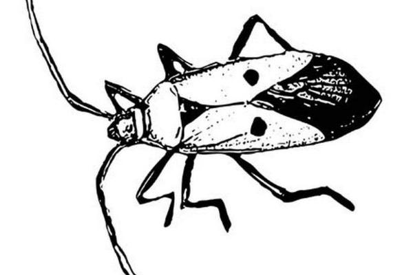 梦见蟑螂是什么意思 梦见成群蟑螂爬到身上有什么预兆