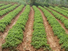 回农村搞种植不知道选什么项目?中药材水果花卉是不错的选择