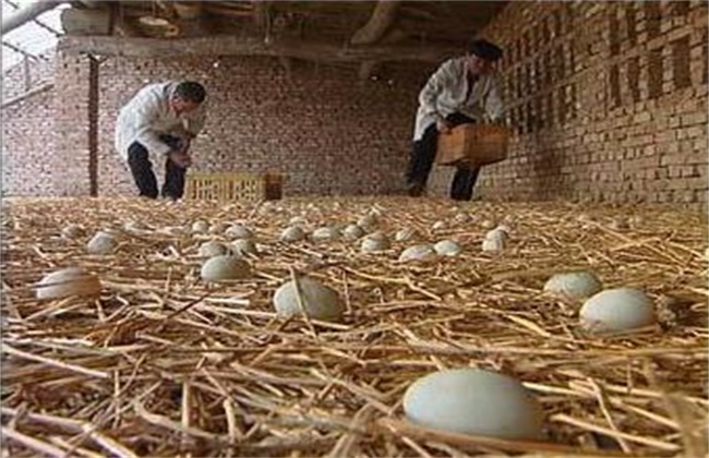 蛋鸭养殖注意事项