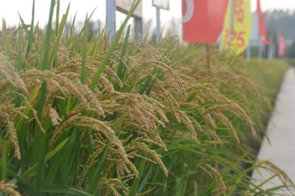 绥粳25水稻品种介绍