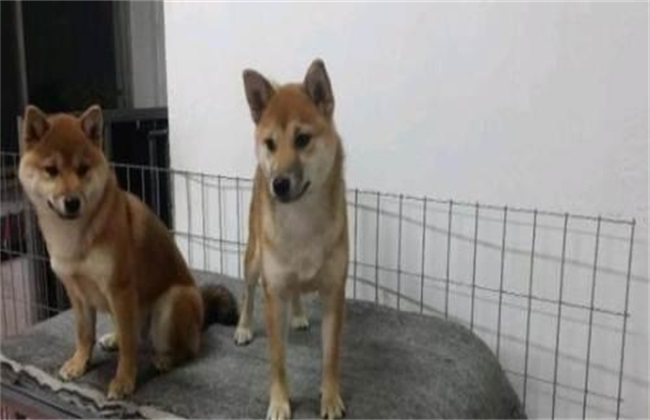 柴犬 该怎么 饲养