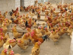养鸡场如何防治禽流感