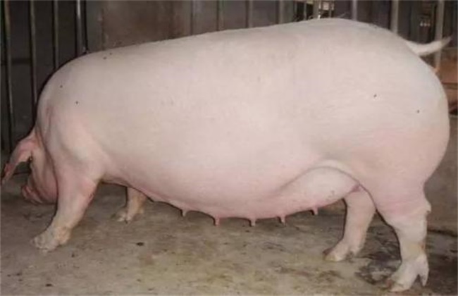 如何提高母猪的繁殖性能