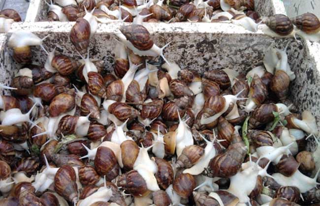 白玉蜗牛如何进行室内养殖