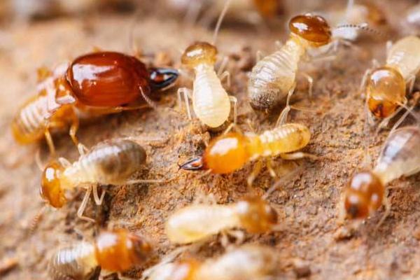 梦见白蚁是什么意思 女人梦到白蚁成群爬到自己身上有什么预兆