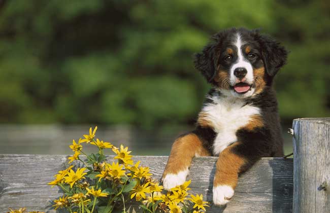 伯恩山犬的智商多高