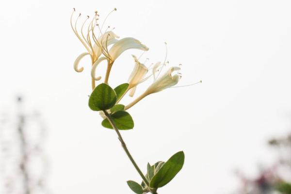 梦见金银花是什么意思 孕妇梦见摘很多金银花有什么预兆