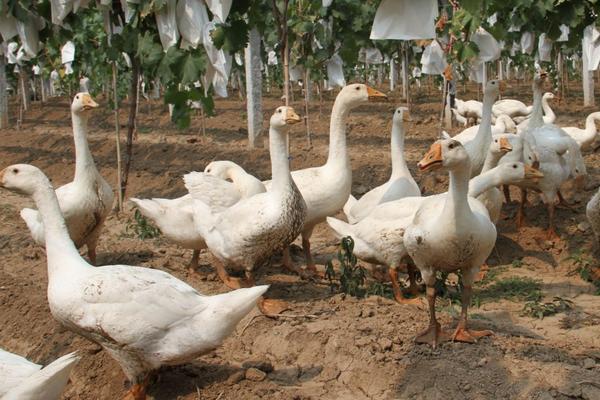 养500只蛋鹅需要投资多少钱 蛋鹅的养殖成本及利润分析