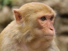 养猴子会犯法吗?
