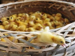 小鸭子怎么养