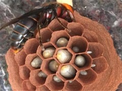 黄蜂的养殖方法