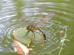 蜻蜓点水是为了什么?