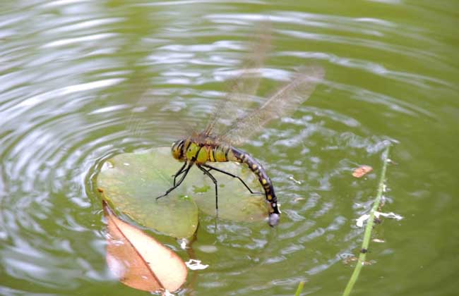 蜻蜓点水