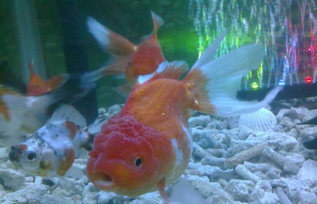 金鱼养几条风水好?