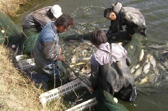 静水土池塘养鱼高产的原理与技术