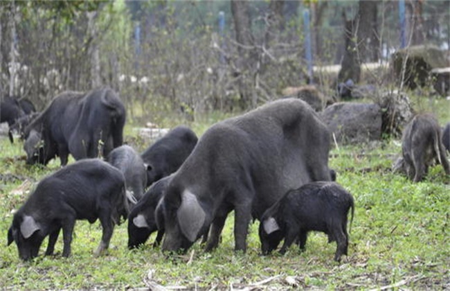 藏香猪养殖方法