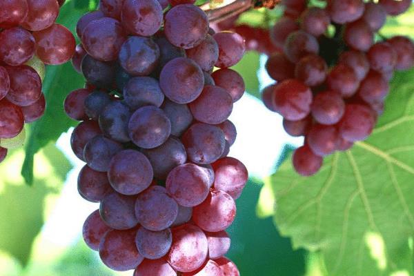 适合南方种植的葡萄品种