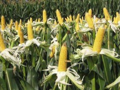 特高产玉米品种,6大优质玉米品种详细分析