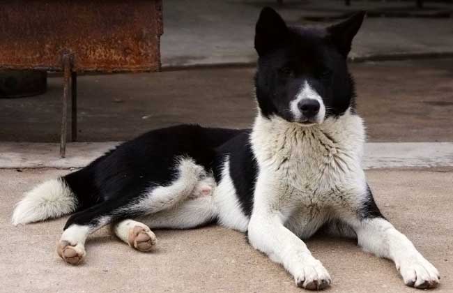 中华田园犬怎么养