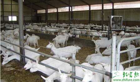 五种养羊用饲料分析