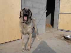 坎高犬vs比特谁更厉害?