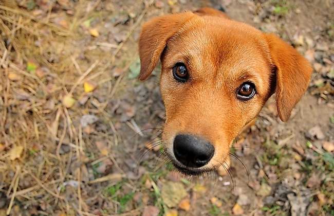 中华田园犬怎么养