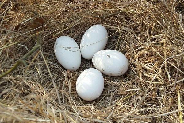 养500只蛋鹅需要投资多少钱 蛋鹅的养殖成本及利润分析