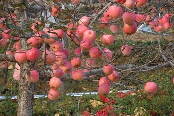 梦见苹果树上结满苹果是什么意思 女人梦到苹果树有什么预兆