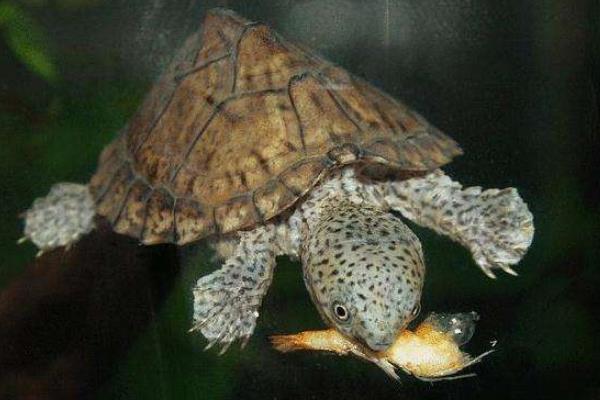 麝香龟吃什么 麝香龟是深水龟吗